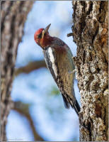 red-breasted sapsucker